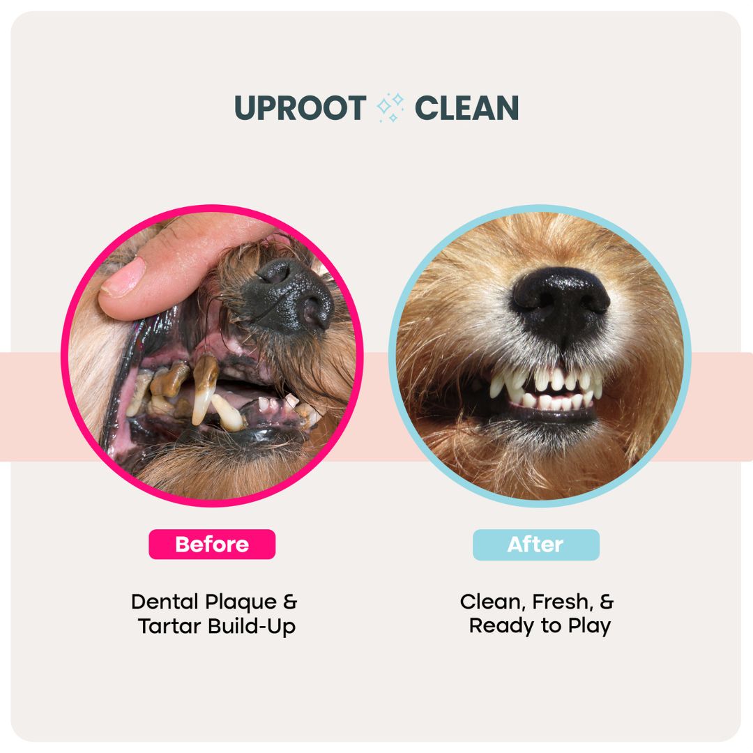 Uproot™ Dental Wipes - Image 2