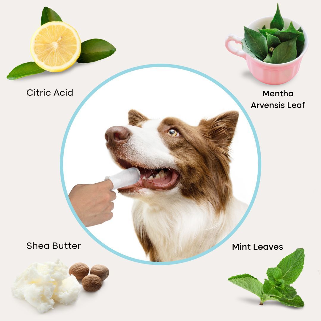 Uproot™ Dental Wipes - Image 5